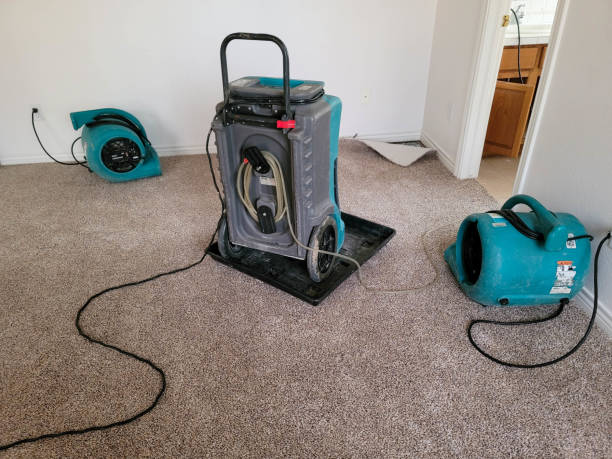 Best Local water damage restoration  in Black Hammock, FL