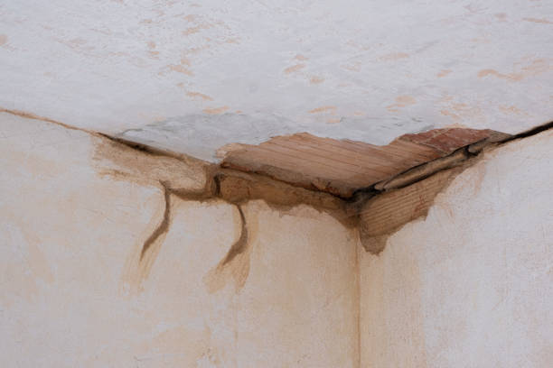 Best Water damage cleanup near me  in Black Hammock, FL