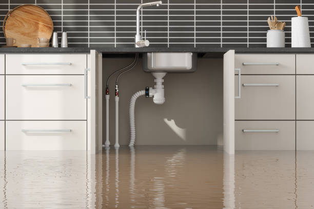 Best Mold removal after water damage  in Black Hammock, FL