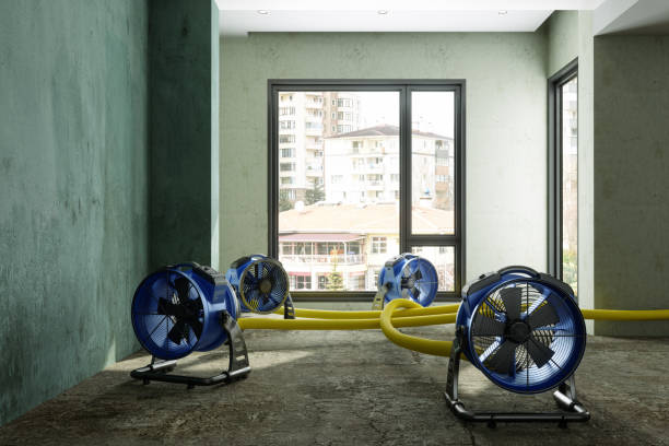 Best Basement water damage restoration  in Black Hammock, FL
